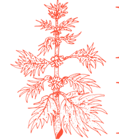 Haw River Midwifery logo of motherwort