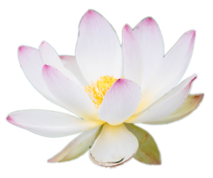 Lotus flower without stem